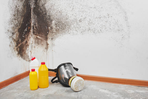 Best Best Mold Removal Companies  in Monahans, TX