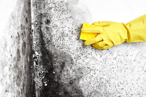 Best Black Mold Removal  in Monahans, TX