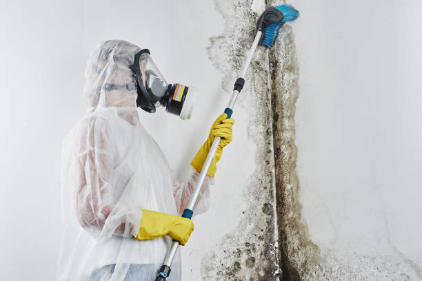 Best Commercial Mold Removal  in Monahans, TX