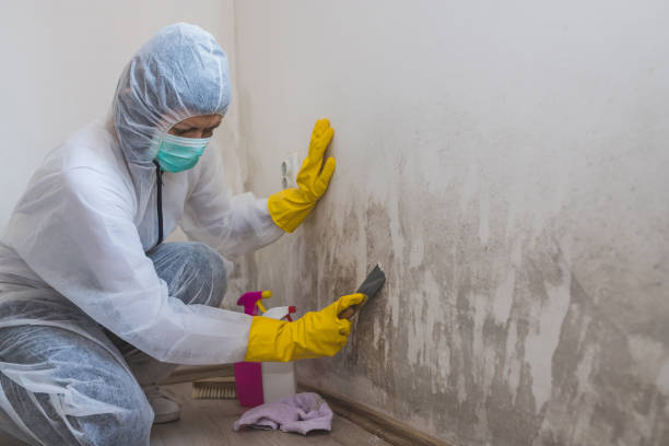 Trusted Monahans, TX Mold Removal Experts