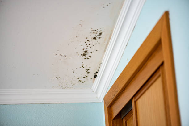Best Same-Day Mold Removal  in Monahans, TX