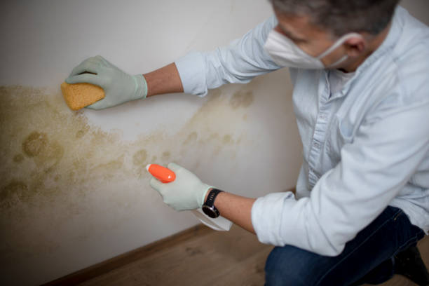 Best Black Mold Removal  in Monahans, TX