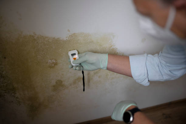 Best Mold Removal Near Me  in Monahans, TX