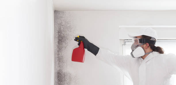 Best Mold Damage Repair  in Monahans, TX