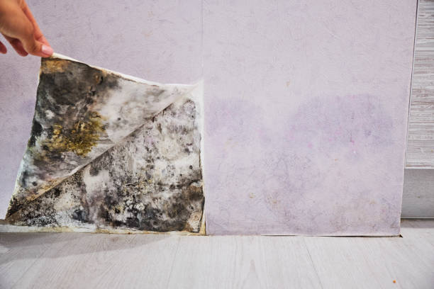 Best Office Mold Removal Services  in Monahans, TX
